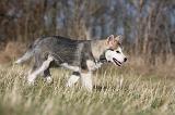 ALASKAN MALAMUTE 877